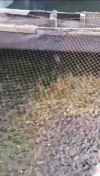 Saat ngasih makan lele terdengar suara burung pemangsa, makanya atas kolam dipasang jaring