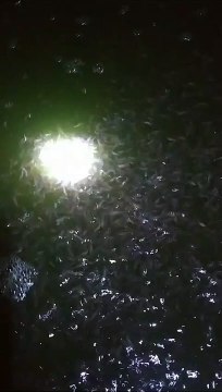 Bibit lele ukuran kecil pakannya butiran keci, 1-2cm dan 2-3cm pakai pf 500