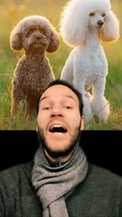 Caniche = chien de chasse ??!