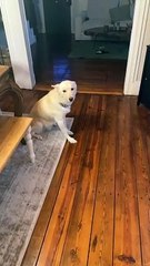 Naughty Dog Gets Drunk on Baileys