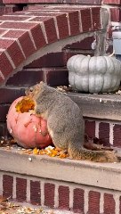 Randy The Squirrel Chunks Up For The Winter