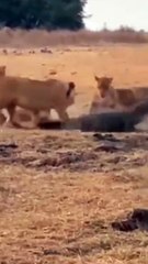 Lion Pride Attacking An Alligator