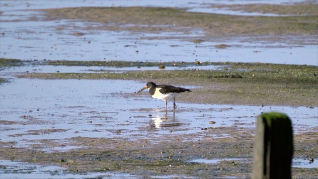 Thousands of birds expected to flock to Kent's coast this winter