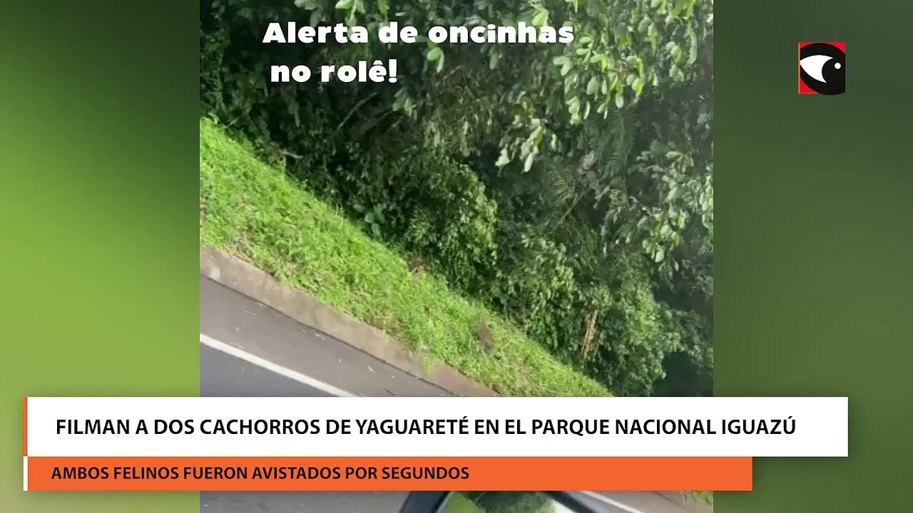Filman a dos cachorros de yaguareté en el Parque Nacional Iguazú