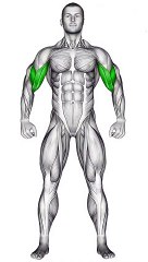 Dumbbell Biceps Exercises #bicepsworkout  #dumbbellexercises  #armday  #fitnessgoals #shorts #short