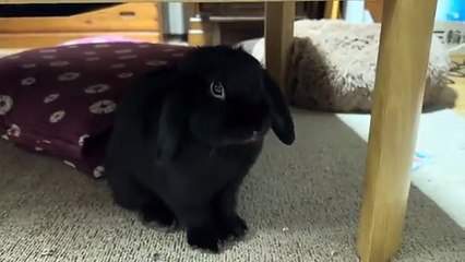 Alyssia Kent, Alice Hernandez - Maid To Massage