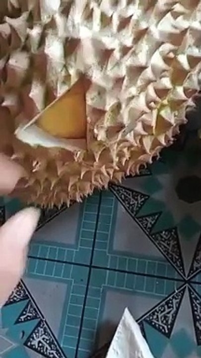 Durian montong