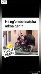 What is  this Cow Doing 