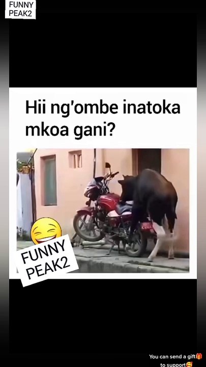 What is  this Cow Doing 