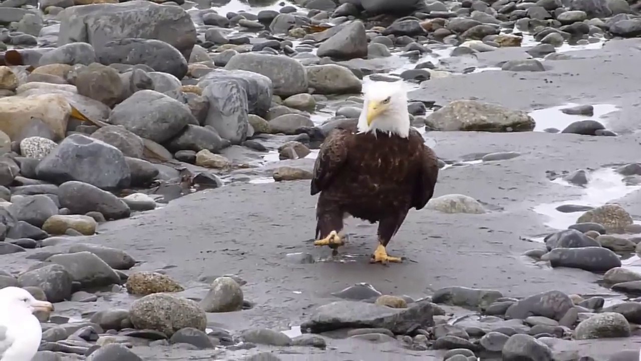 Eagle Walking