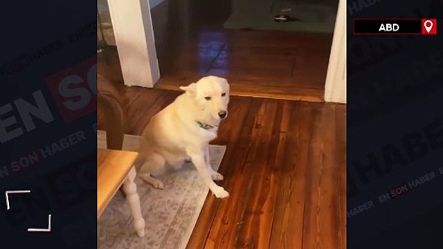 Alkol alan köpek veterinere götürüldü