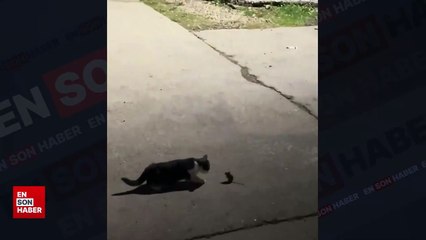 Kedinin fare ile oyunu