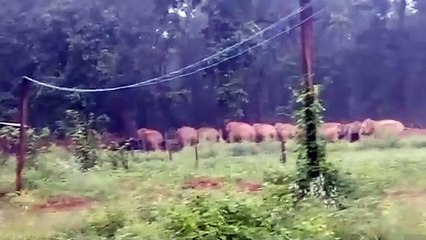 खूंटे से बंधे थे 16 गाय-बैल, हाथियों के झुंड ने मचाया कोहराम, 12 की ले ली जान