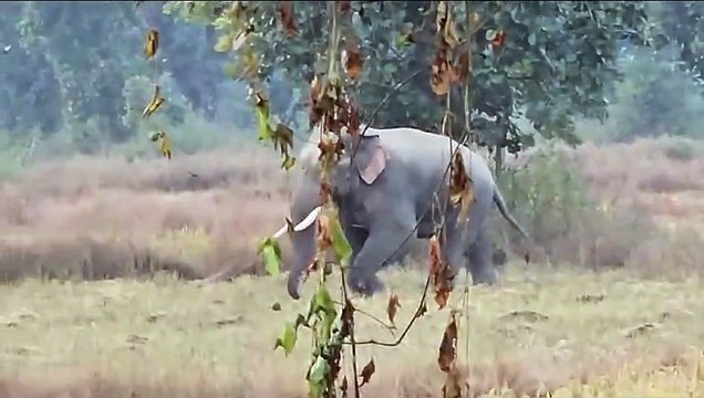 खूंटे से बंधे थे 16 गाय-बैल, हाथियों के झुंड ने मचाया कोहराम, 12 की ले ली जान