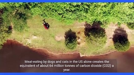 Environmental Impacts of Pets