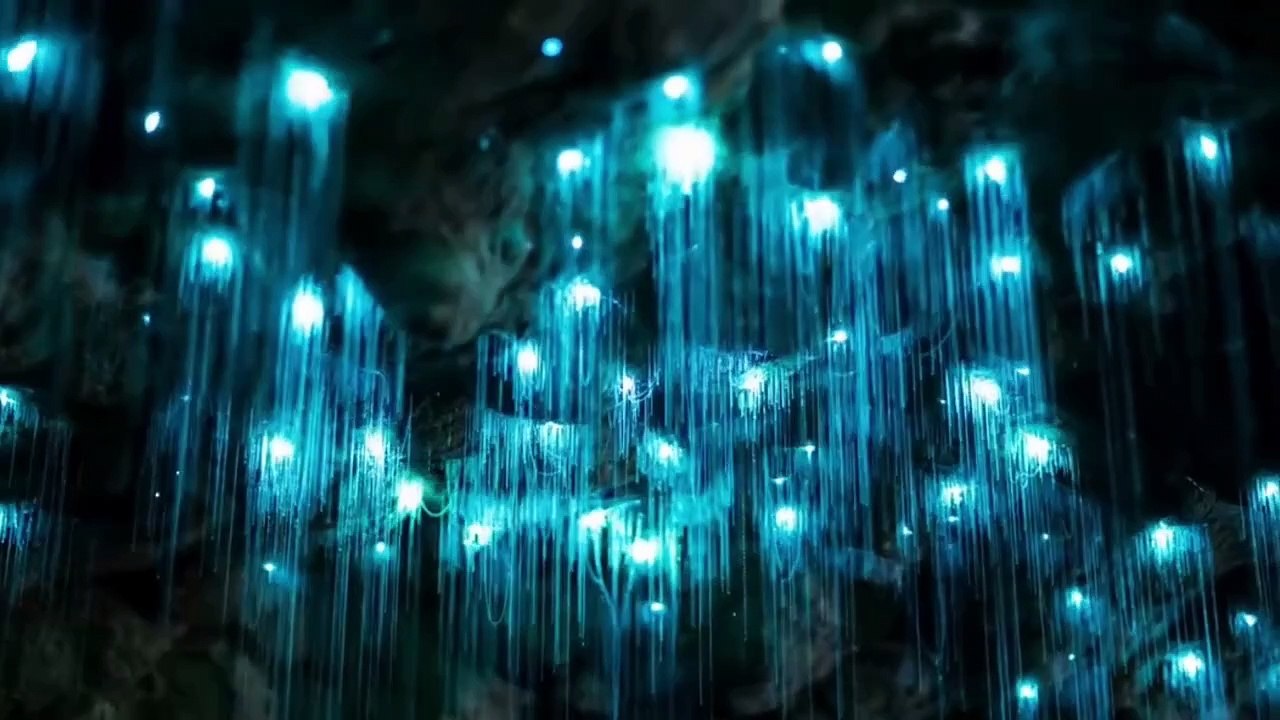 Mê mẩn trước vẻ đẹp kỳ ảo của hang động đom đóm ở New Zealand