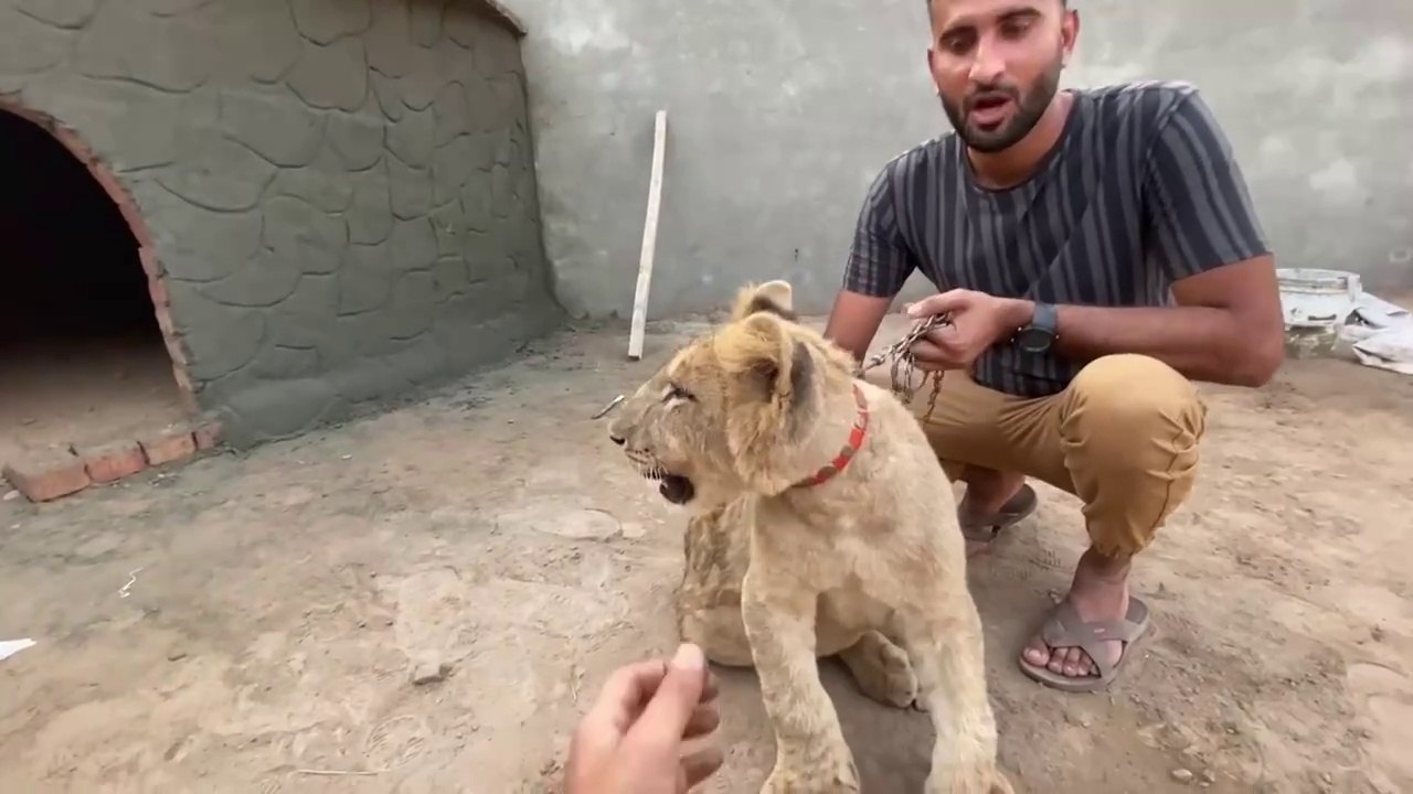 Mini Zoo Main Hmara Lion Agea
