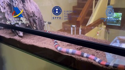 Desarticulada en Guadalajara una organización criminal acusada de un fraude de IVA de más de 25 millones de euros