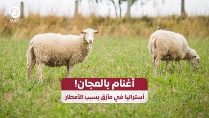 أغنام بالمجان! أستراليا في مأزق بسبب الأمطار