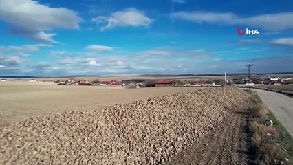 Ankara'da hasat edilen pancarlar, dağ gibi birikti Türkiye şekere doyacak