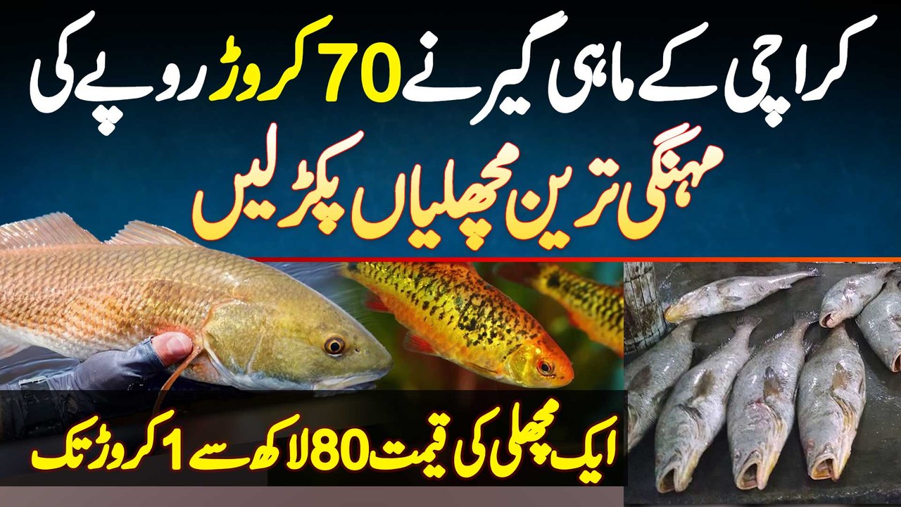 Karachi Ke Fisherman Ne 70 Crore Rupees Ki Expensive Fish Pakar Li - Ek Fish Ki Price 1 Crore Tak