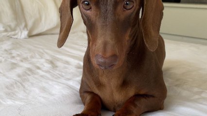 Human dad can't stop messing with pup while playing 'Paw, Too Slow'