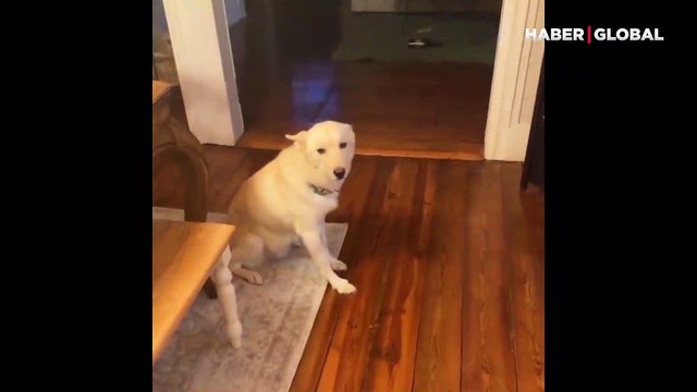 Evde yalnız kalıp alkol alan köpek veterinere kaldırıldı!