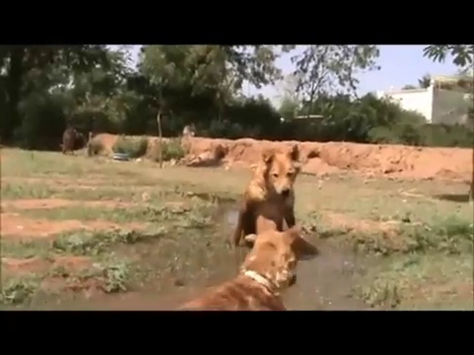 Paralysed dog - watch his first steps - Vidéo Dailymotion