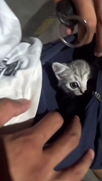 cat pocket