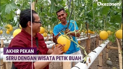 Akhir Pekan Seru dengan Wisata Petik Buah