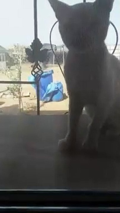 my cute cat