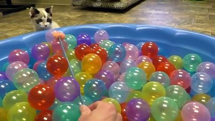 Cute Kittens Play in Ball Pit