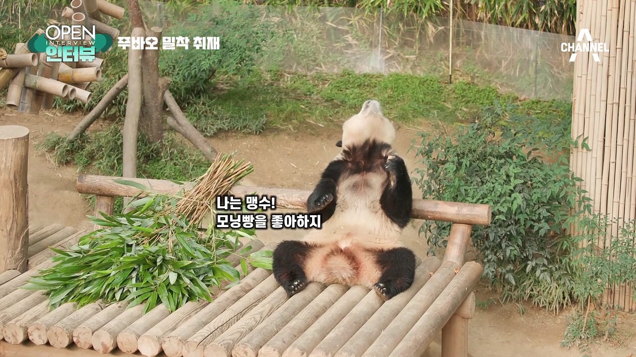 [OPEN 인터뷰]푸바오의 사생활? 밀착 취재…에버랜드 개장 전 최초 공개★