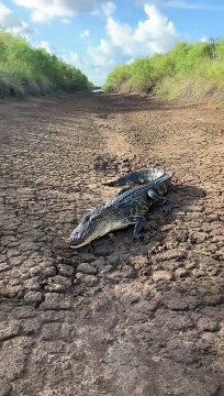American Alligator Basking In Morning Sun