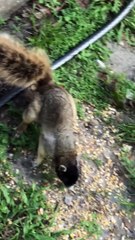 Squirrel and Cat Are Friends