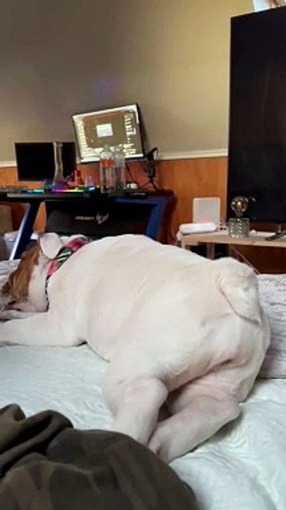 Bulldog Gets Gassy