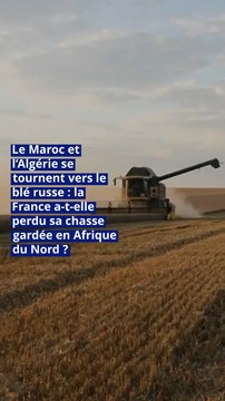 Le Maroc et l’Algérie se tournent vers le blé russe : la France a-t-elle perdu sa chasse gardée en Afrique du Nord ?