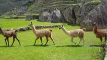 Discover the main tourist attractions in Peru - Lima, Cusco, Ollantaytambo, Machu Picchu, Cerro Azul, Ica