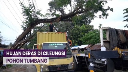 Descargar video: Hujan Deras Akibatkan Pohon Tumbang di Jalan Raya Cileungsi - Jonggol