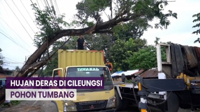 Hujan Deras Akibatkan Pohon Tumbang di Jalan Raya Cileungsi - Jonggol