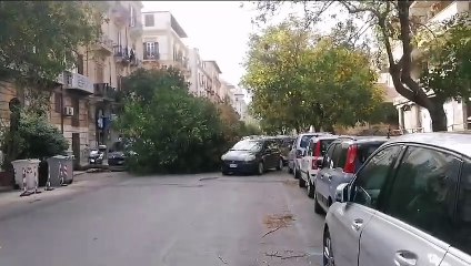 Il video dell'albero caduto in via Albanese