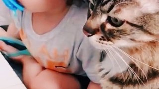 A child is teaching a cat to play the piano | Cute Kitten | Cute Cat Videos #shorts