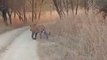 चीतों के घर में आ गया टाइगर : कूनो नेशनल पार्क में दिखा बाघ! वीडियो वायरल