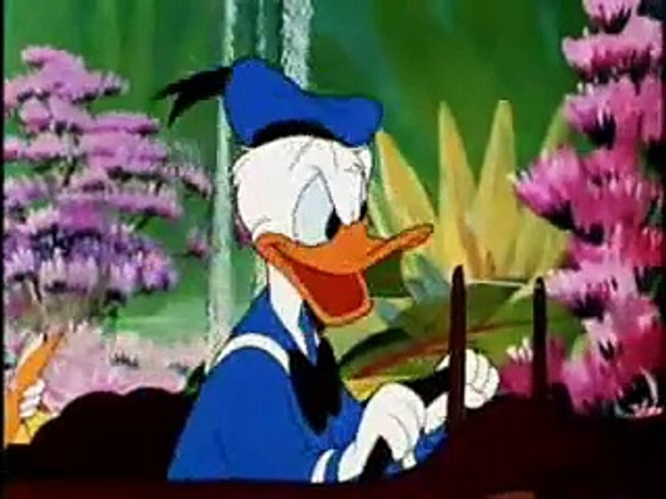 كرتون بطوط وذهب - Donald Duck‬‎