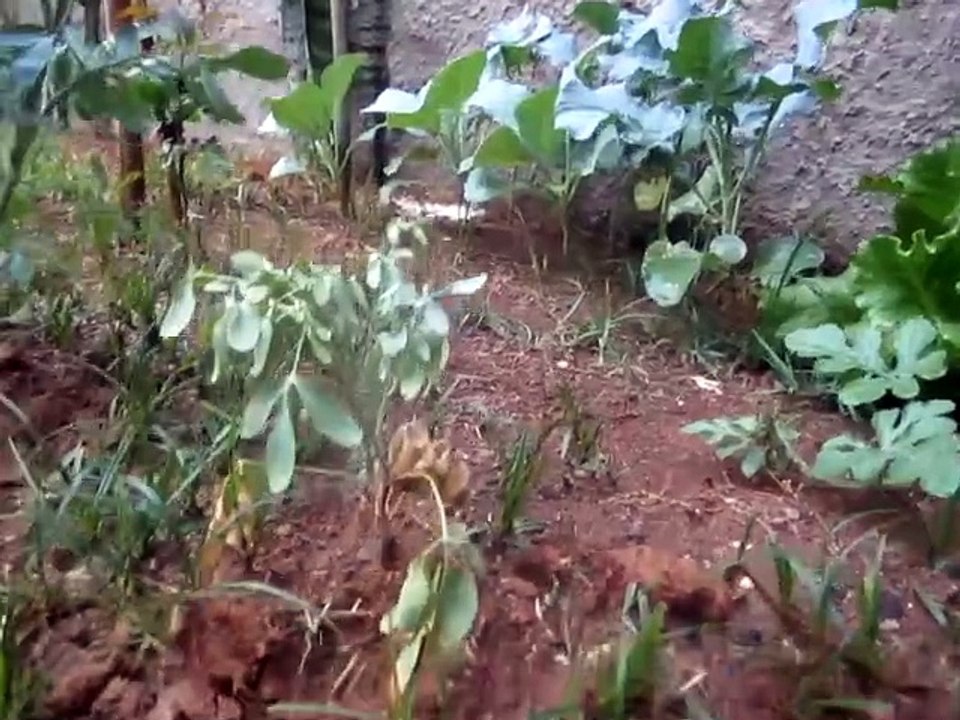 Jardim Do Alliance 27 de novembro de 2023