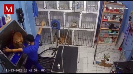Empleado de Spa canino se vuelve viral por bailar con un perrito mientras lo baña