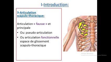 Guide Complète sur l'Articulation de l'Épaule 🩺