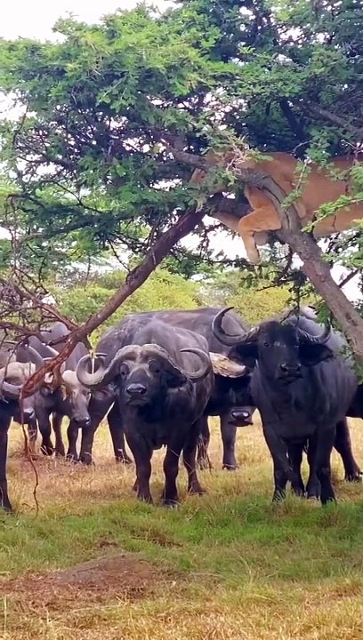 A Lioness Surrounded