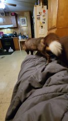 Fun With Foxes And Blankets