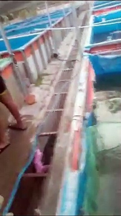 Penyortiran adalah salah satu cara untuk mempertahankan quantity ikan dan mengetahui FCR
